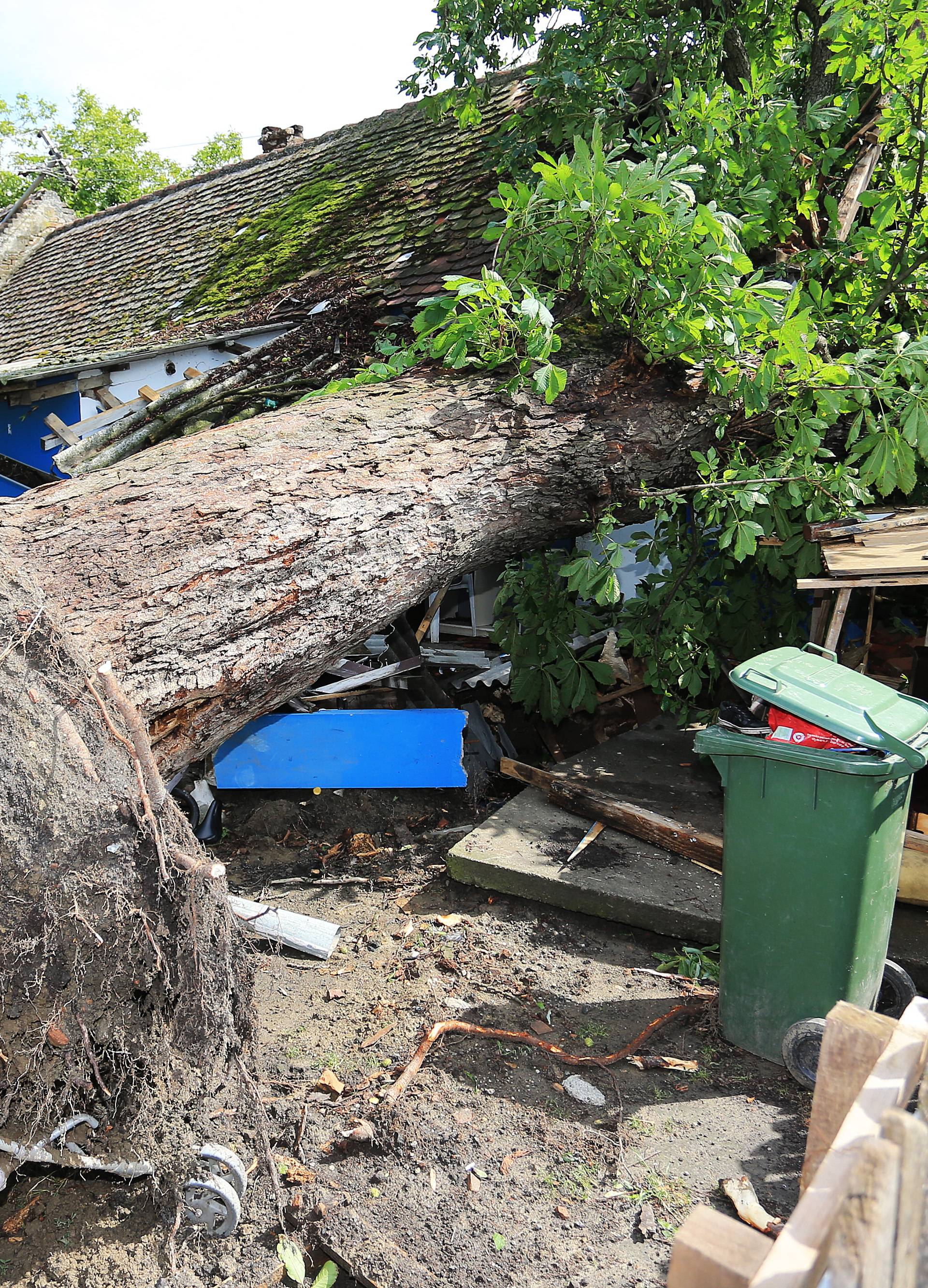 Armagedon u Slavoniji: Golemo drvo im u oluji prepolovilo dom