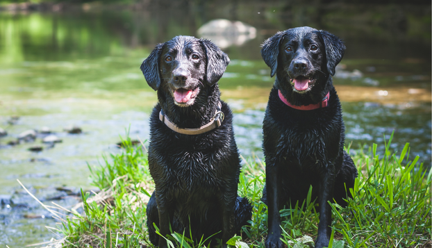 FOTO Psi koji obožavaju vodu!