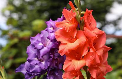 Gladiole simboliziraju snagu, strast i zaljubljenost, vole sunce