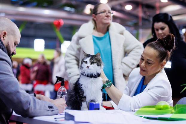 U Rijeci se održava Međunarodna izložba mačaka