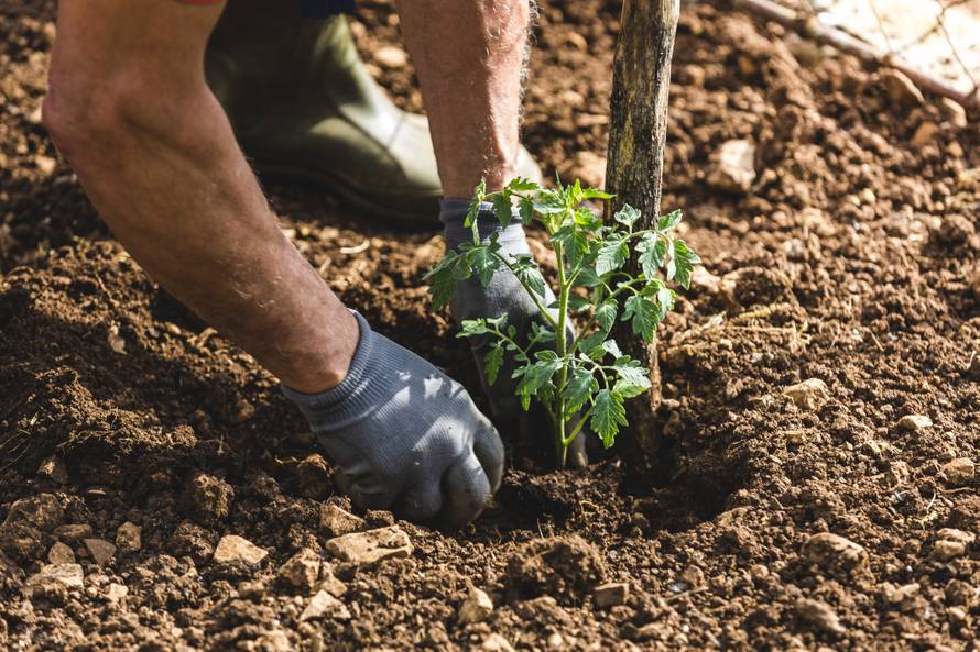 Farmer planting tomatoes in the garden