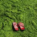 Farme algi su spas za planetu jer usisavaju ugljični dioksid