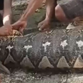 Piton dug 8,5 metara progutao muškarca u Indoneziji