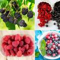 Tajne bobičastog voća - ovo su sve blagodati za zdravlje i tijelo