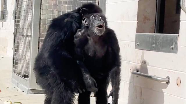 VIDEO Dirljiva snimka: Prvi put u životu ova je čimpanza vidjela nebo. Život je provela u kavezu