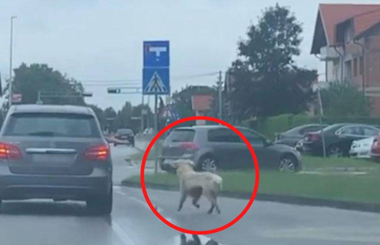 U Gorici su 'šetali' psa - iz auta, a policija kaže: Nije to mučenje