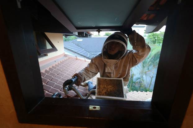 Bee rescuer Clarence Chua vacuums up stray bees after the removal of a bee nest to relocate them in his apiary in Singapore