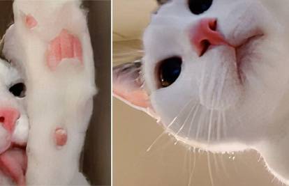 Fotogenična mica maca: Sama je okinula preko stotinu selfija