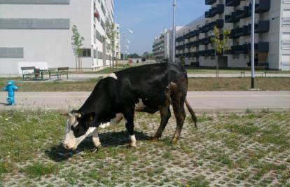 Urbana krava: Pasla je travu na parkiralištu u Novom Jelkovcu 
