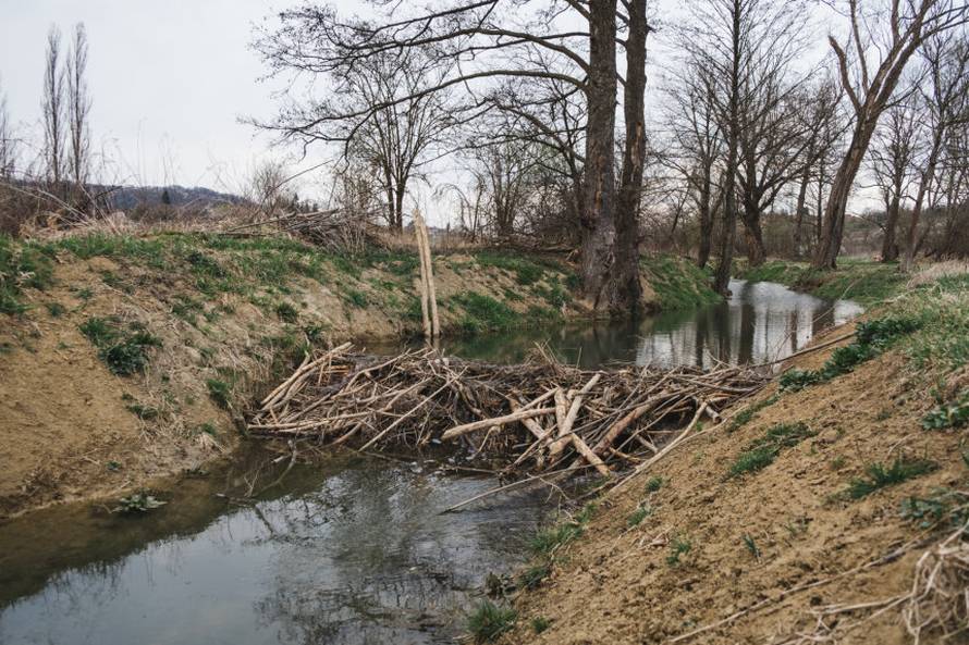 Dabrovi u Novom Marofu rade probleme: 'Ukrali su 200 letvi radnicima i odnijeli ih u potok'