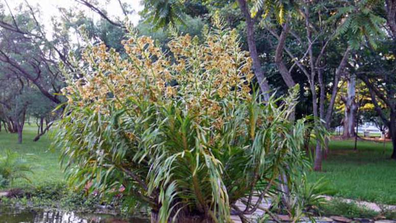 Stabljike najveće orhideje na svijetu dosežu i do tri metra 