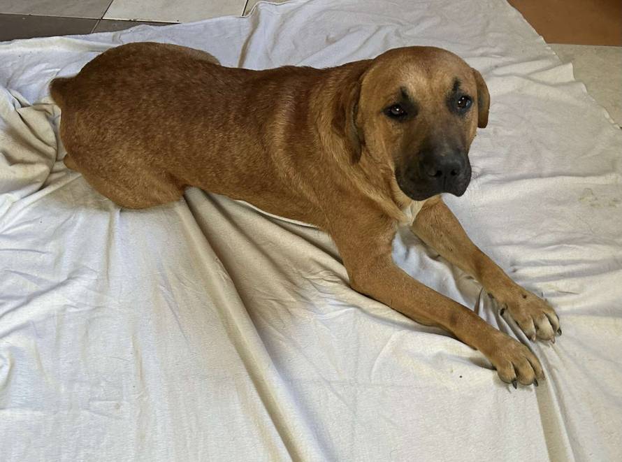 Iz romskog naselja u Međimurju spasili 37 pasa: 'Bez nadzora tu lutaju, a mačke ni ne prežive...'