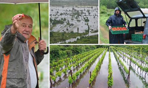 Vrgorački kraj pod vodom: Nisu samo jagode nastradale,  što ne uništi voda, uništit će trulež...