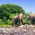 Slon u Indiji ubio ženu (70) pa joj na sprovodu izgazio tijelo