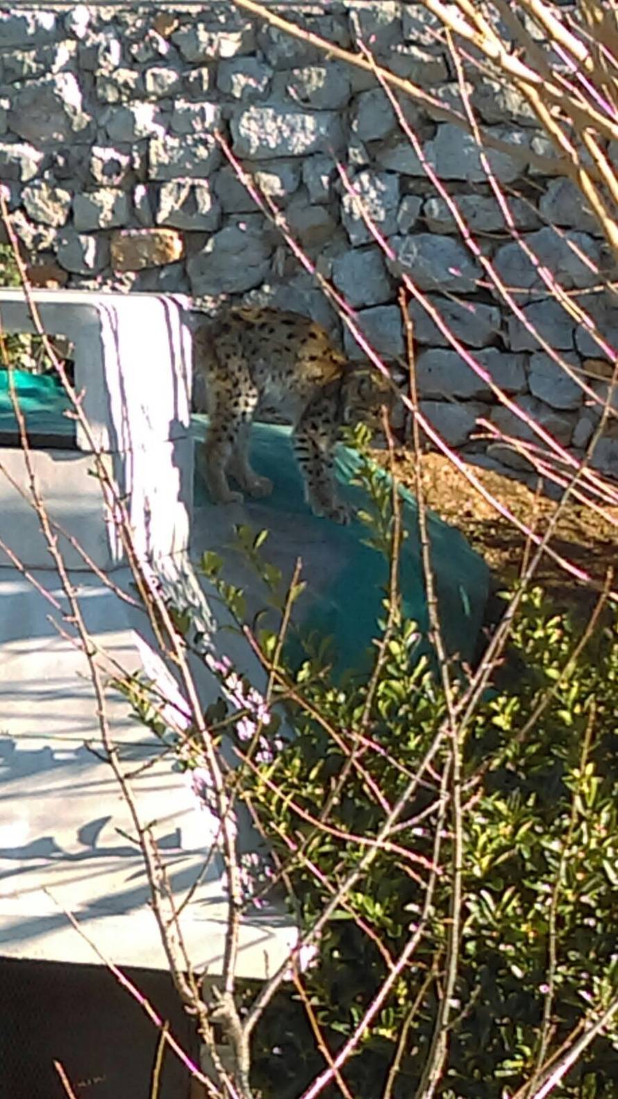 Izgubio je majku: Mali uplašeni ris luta primorskim mjestom