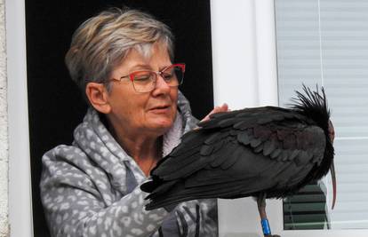 Daliborka se 40 dana družila s ćelavim ibisom: 'Ne znam zašto bi mu netko naudio, tužna sam'