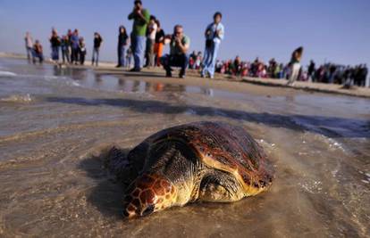 Tronoga kornjača Chompy ponovno  pliva morima