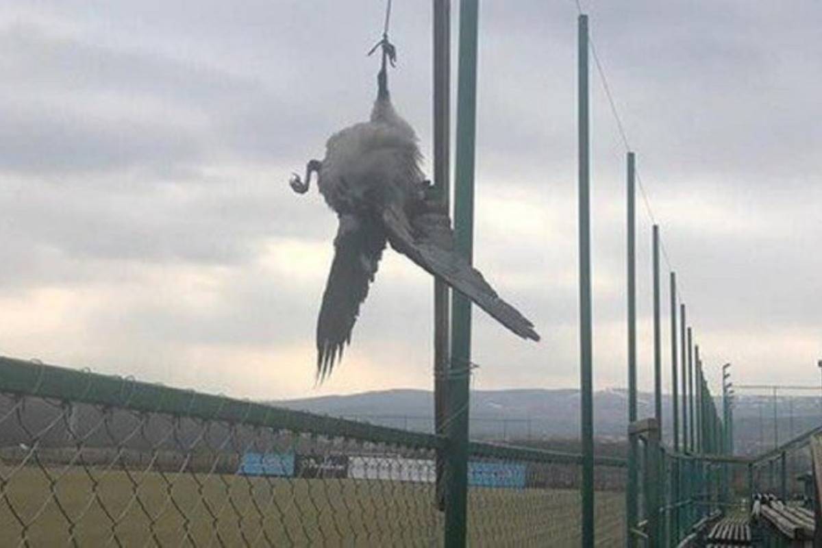 Svi su zgroženi: Rumunji ubili i objesili četiri vrane kraj terena