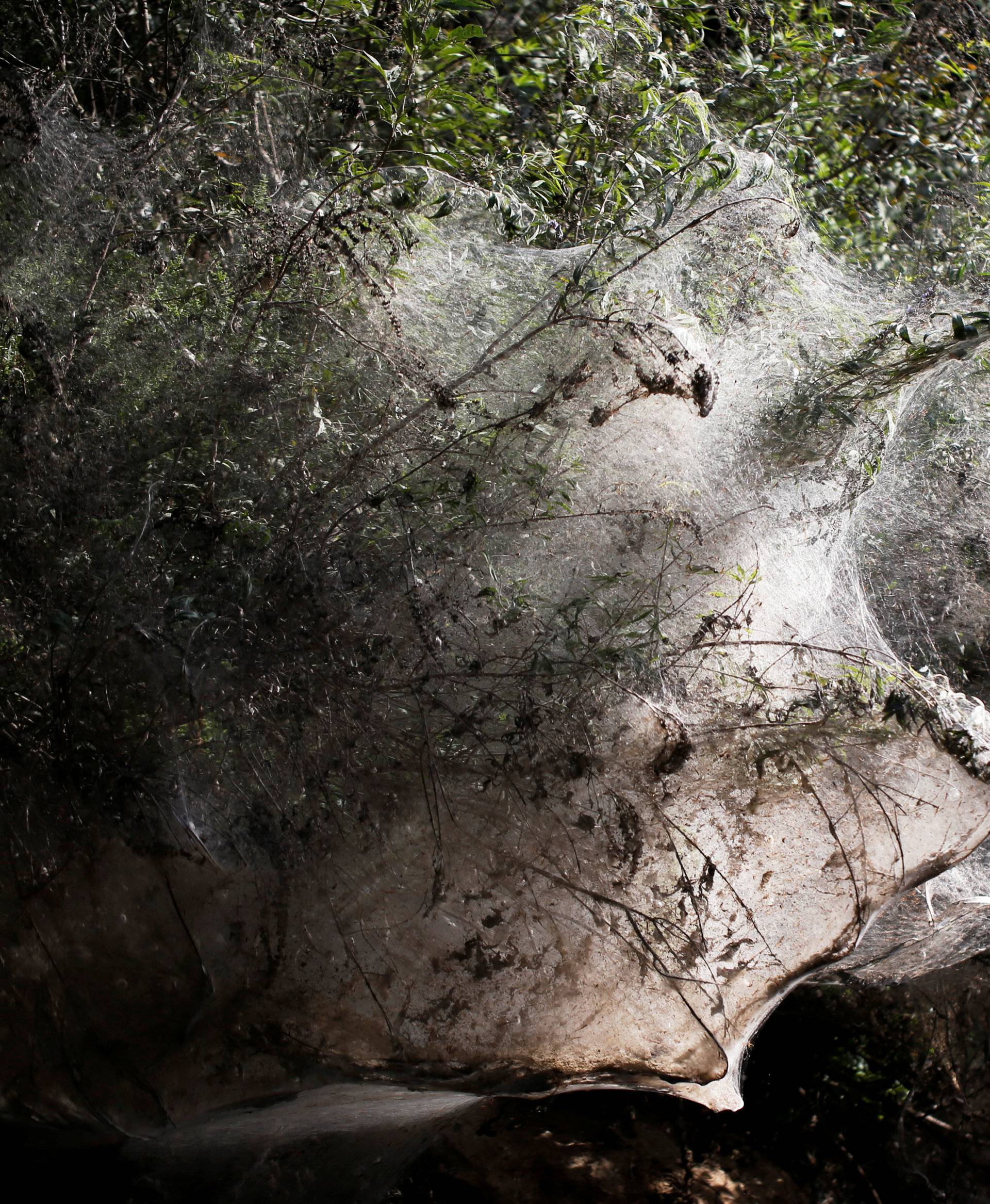 Giant spider webs, spun by long-jawed spiders (Tetragnatha), cover sections of the vegetation along the Soreq creek bank, near Jerusalem