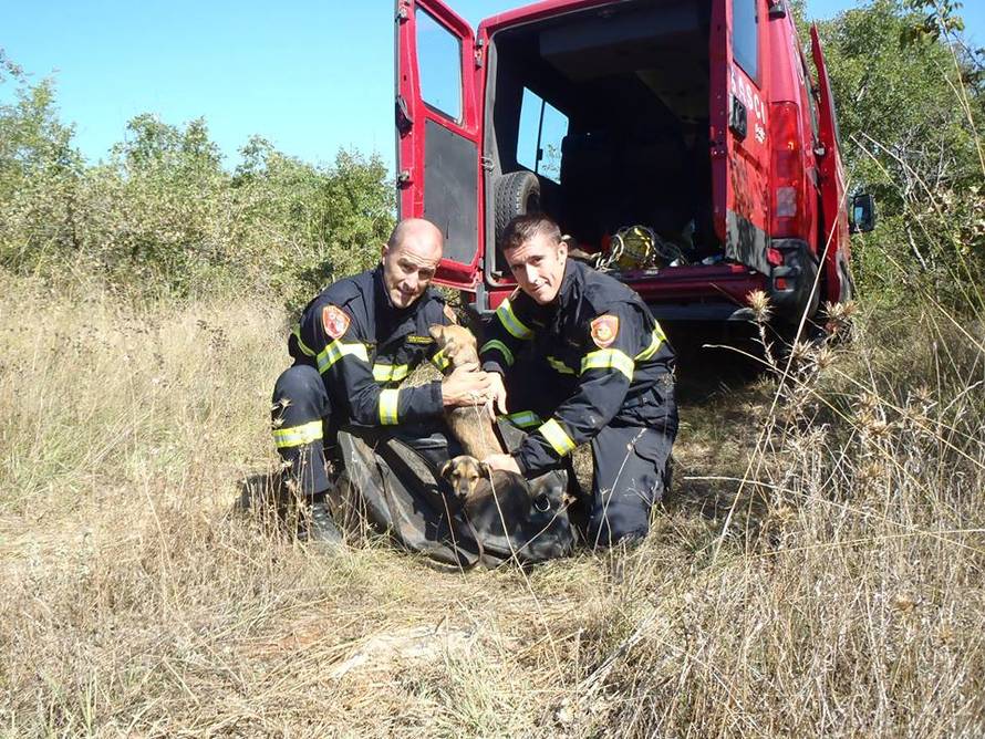 Spasili pse od smrti u jami iz pakla, jednoga su već udomili