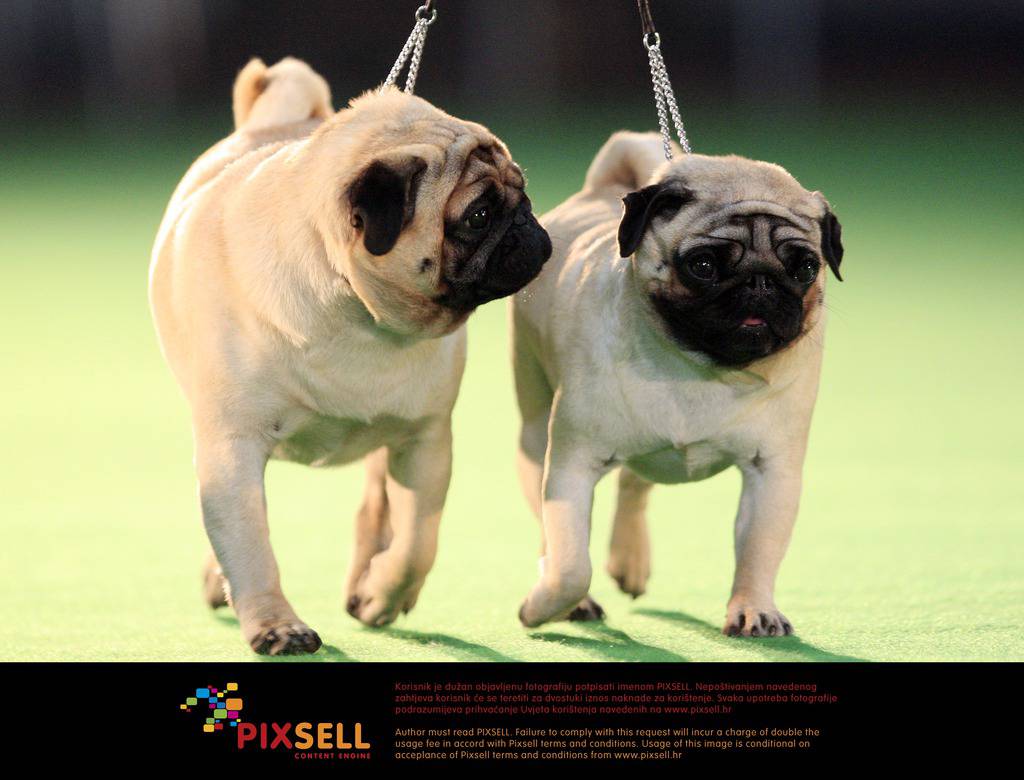 Pixsell