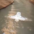 Planinari snimili veliku rogatu sovu kako pliva u vodi kanjona