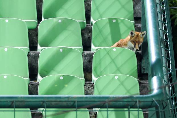 Sarajevo: Lisice pratile trening nogometaša BiH na stadionu Koševo