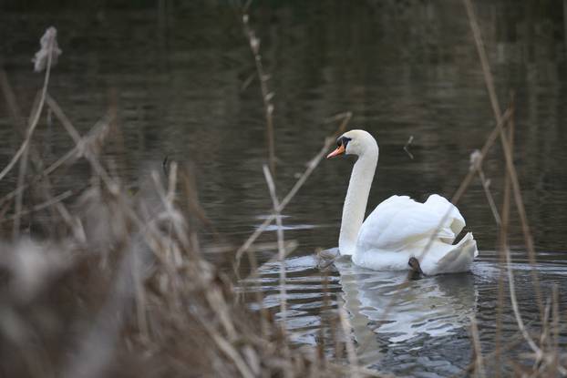 

Zagreb: Par labudova gnijezdi se na jezeru Kerestinec 