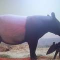 VIDEO Sreća u Bio parku: Rodilo se mladunče ugroženog tapira
