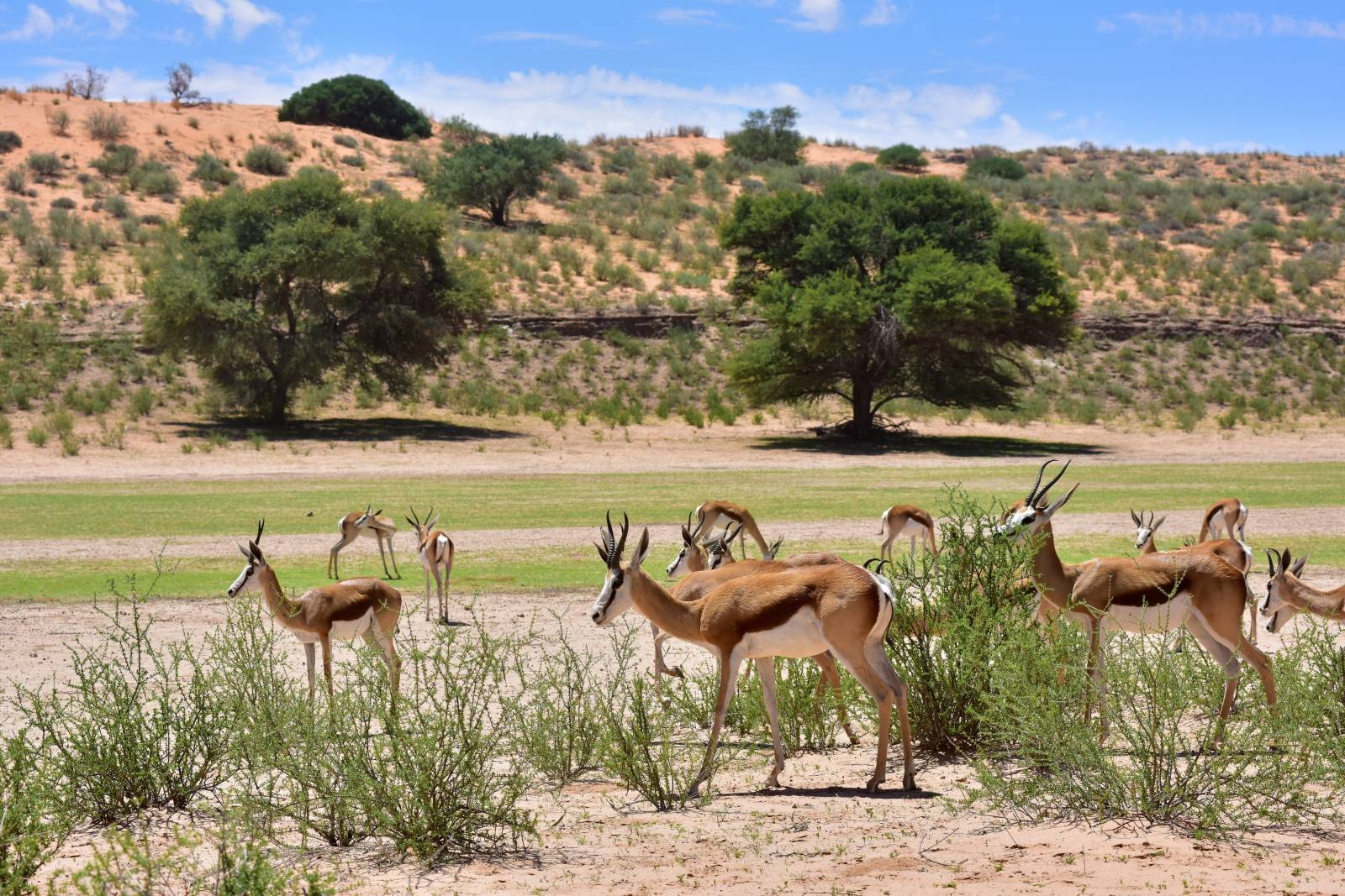 Namibia Wildlife - Springbok