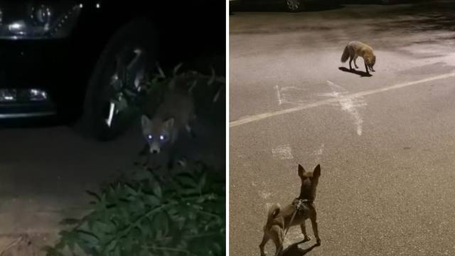 VIDEO Lisica u centru Krka: 'U jednom trenutku nas je počela loviti, moj pas joj je bio plijen...'