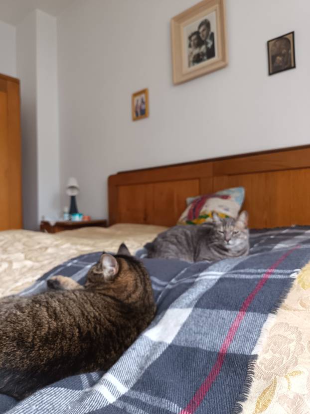 SUPER FOTKE vaših ljubimaca! Neki bi mogli biti viralni hit, ali svi su jednostavno neodoljivi