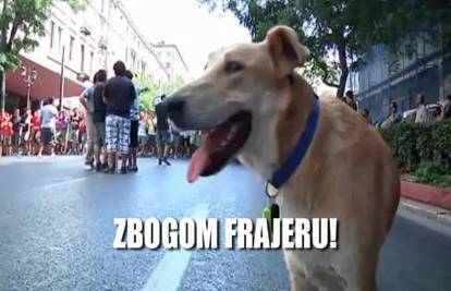 Uginuo je Kobasica, pas koji je postao simbol grčkih prosvjeda