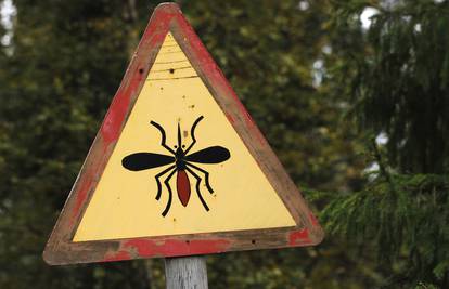 U svijetu je opisano oko 3500 vrsta komaraca, a u Hrvatskoj su do sada pronađene 52 vrste