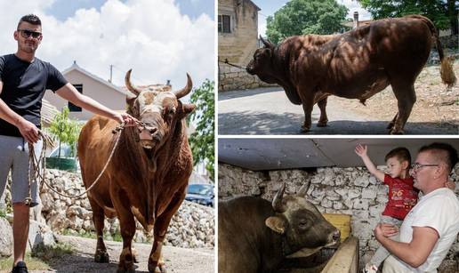 U Dicmu Sputnika 5 pripremaju za koridu: Dobio je masažu, pedikuru papaka, birano žito...