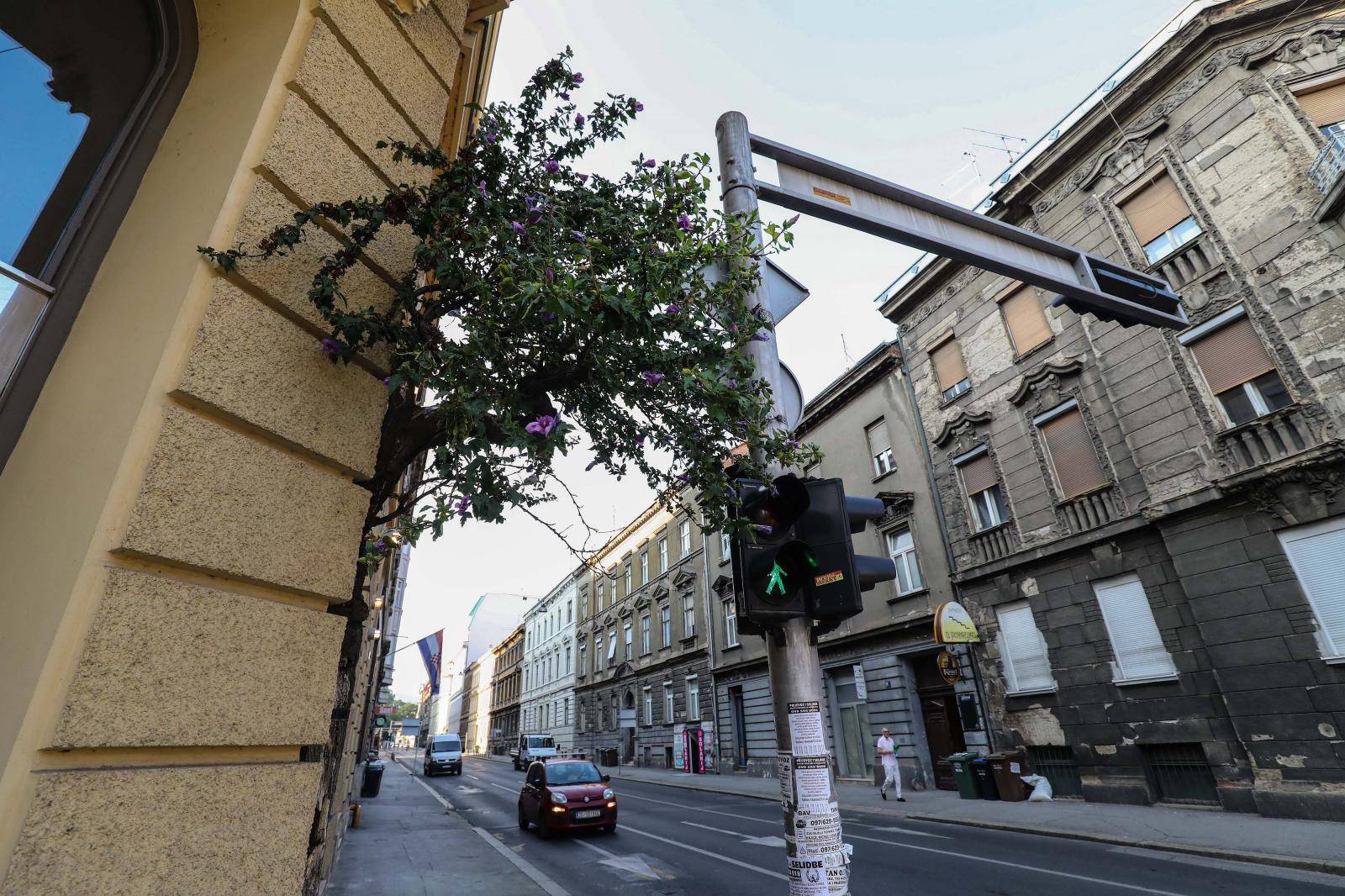 Zagreb: Drvo raste iz zgrade u centru grada