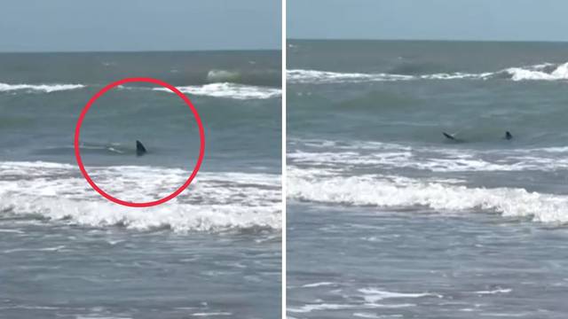 VIDEO Morski pas ugrizao dvoje ljudi u Teksasu: Šokirani kupači snimili  su ga u plitkom moru...
