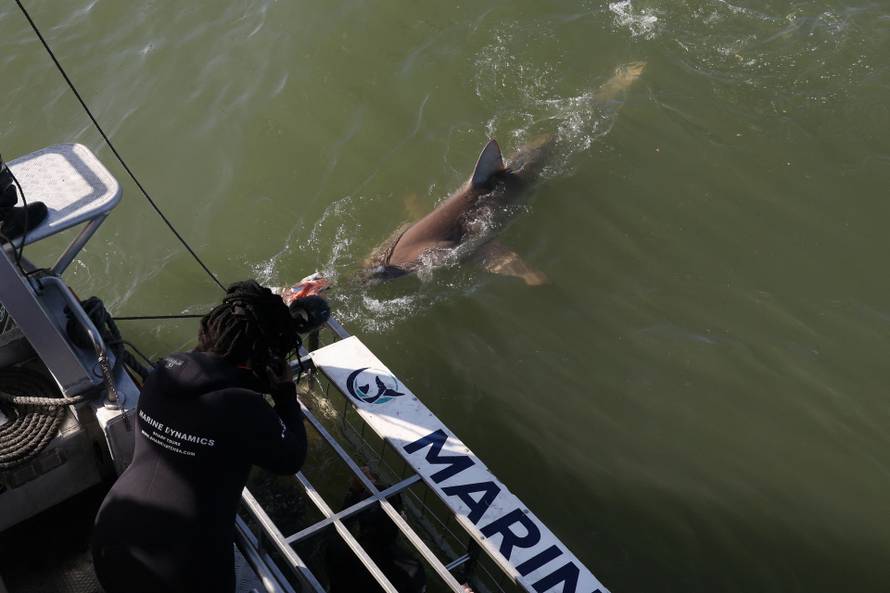 Disappearing great white sharks raise alarm over South Africa’s marine balance