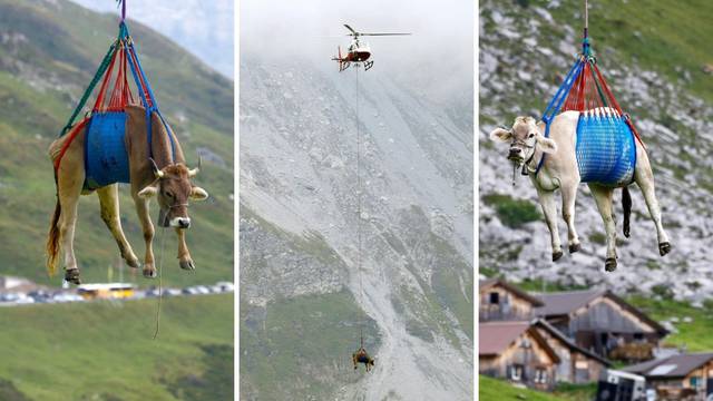 FOTO Krave na vožnji života: Do krda ih prevezli helikopterom