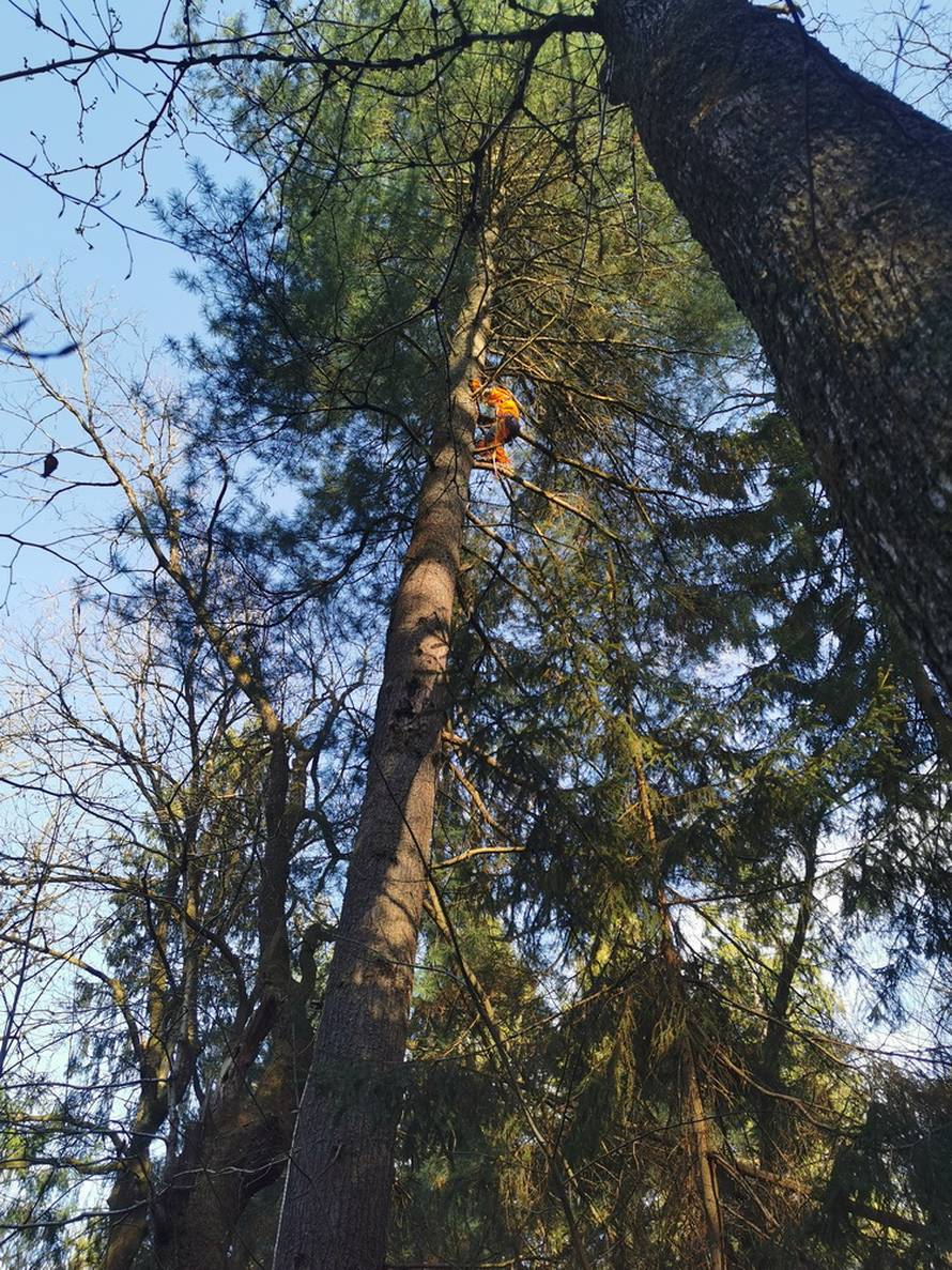 Mačak Pandi proveo je 11 dana na boru: 'Kad smo došli do njega, samo je skočio dolje...'