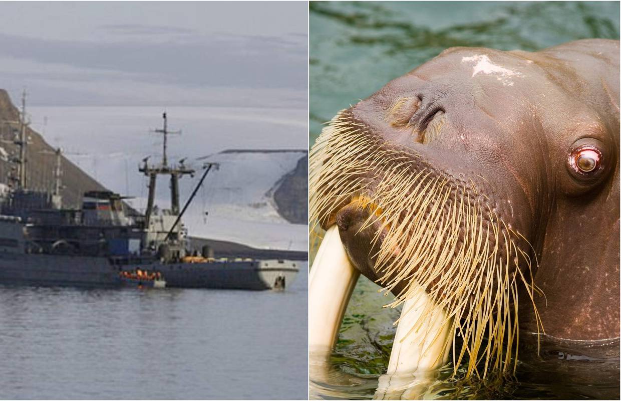Osveta Majke Prirode: Morž na Arktiku mornarici potopio brod