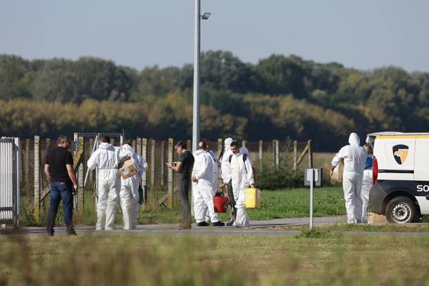 Sokolovac: Kreće eutanazija svinja, uvode se novi sigurnosni protokoli