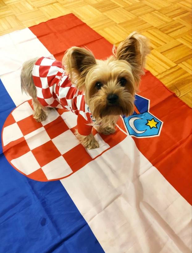 ŠAPE GORE! Ovako navijaju za repku ljubimci naših čitatelja