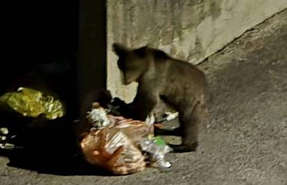 VIDEO Medo već dva tjedna živi u Novom Vinodolskom. Žele ga namamiti  i prebaciti u šumu