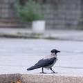 Virus Zapadnog Nila ubija vrane u Zagrebu: Evo gdje prijaviti ako prona&dstrok;ete uginulu vranu