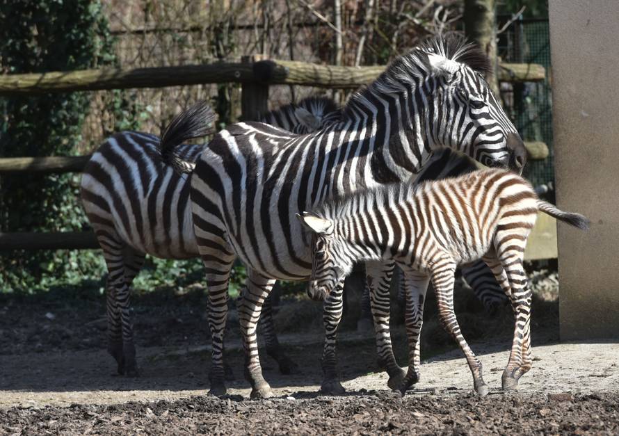 Zebre su u doba korone dobile mlado, a medvjedi još spavaju