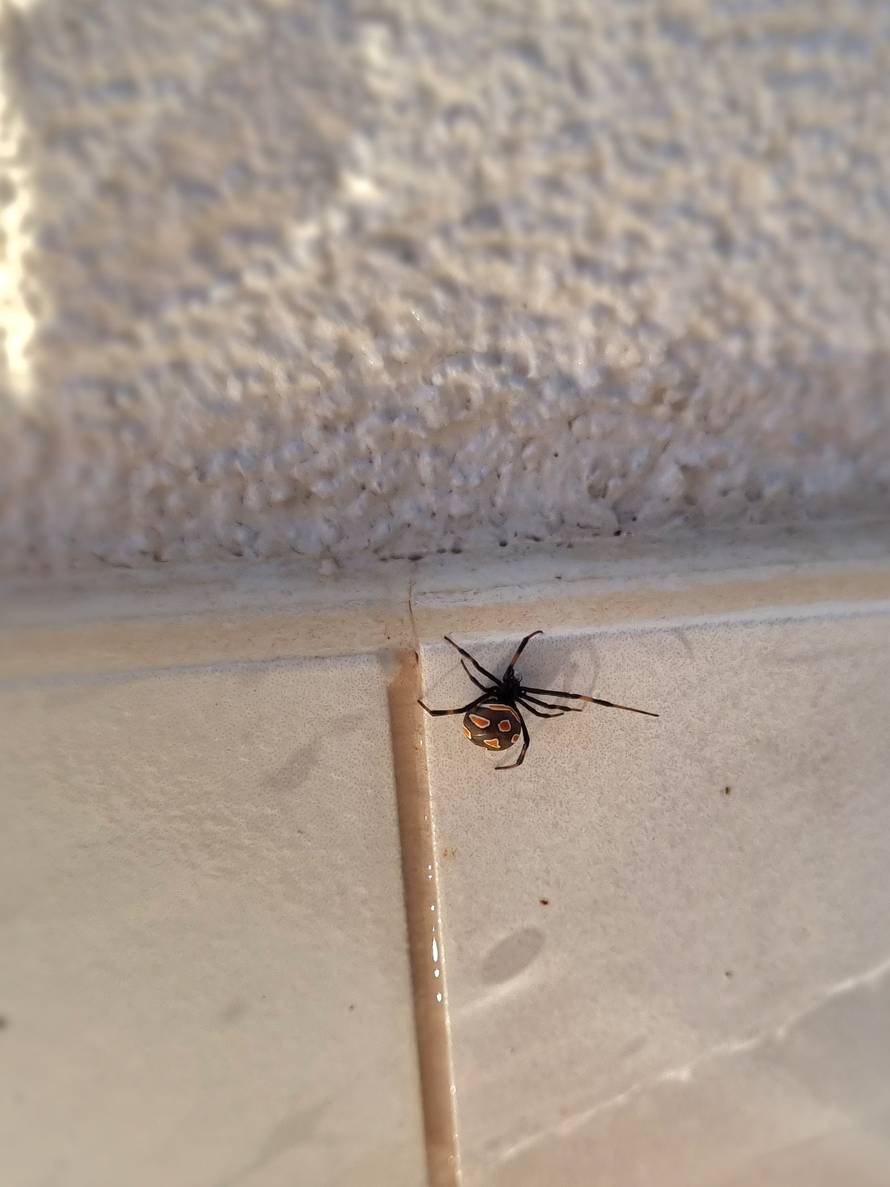 Čitateljica s Raba snimila je crne udovice: Po kućama su nam, a u županiji nemaju protuotrova!