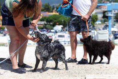 FOTO Preslatki psi se kupaju i uživaju na plaži u Crikvenici