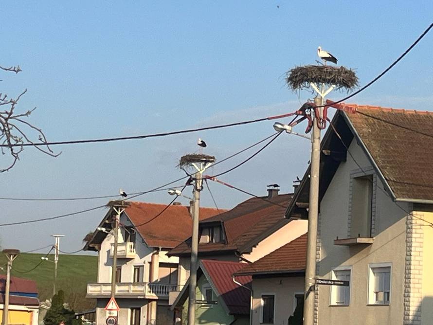 Vratile se prve rode u Zagreb: Stigle iz Afrike i našle gnijezda