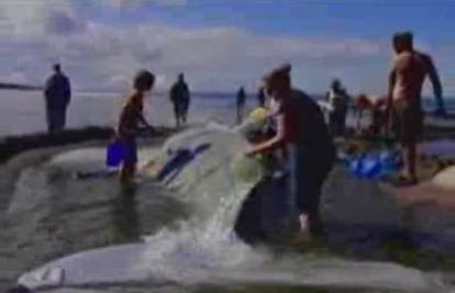 Nasukani kit preživio je 11 sati na obali u Vancouveru